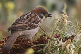 Eurasian Tree Sparrow