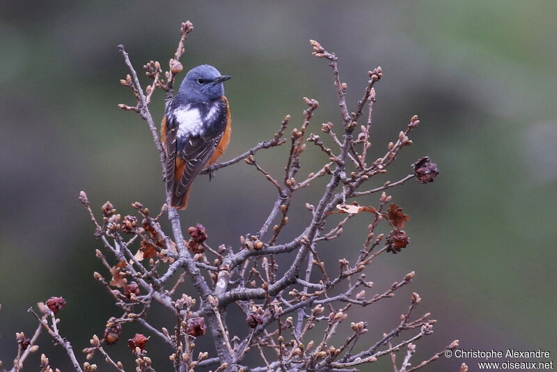 Common Rock Thrush male adult breeding