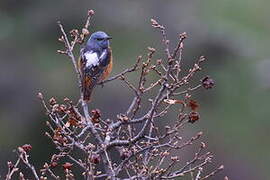 Common Rock Thrush