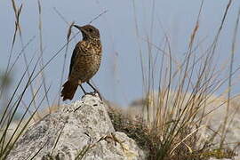 Common Rock Thrush