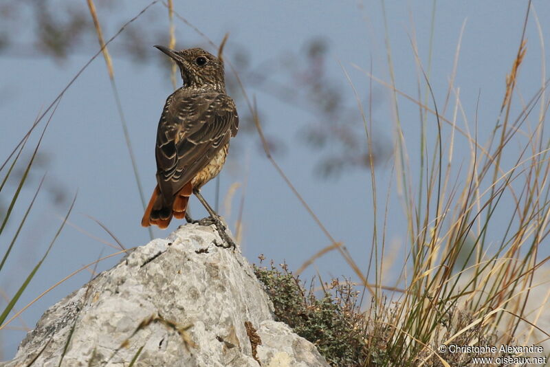 Common Rock ThrushFirst year