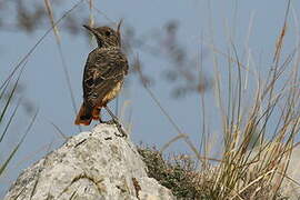 Common Rock Thrush