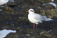 Mouette mélanocéphale