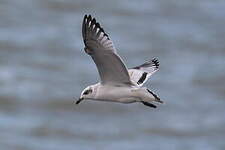 Mouette mélanocéphale