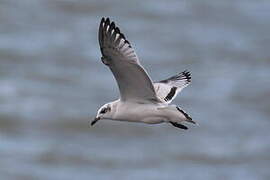 Mouette mélanocéphale