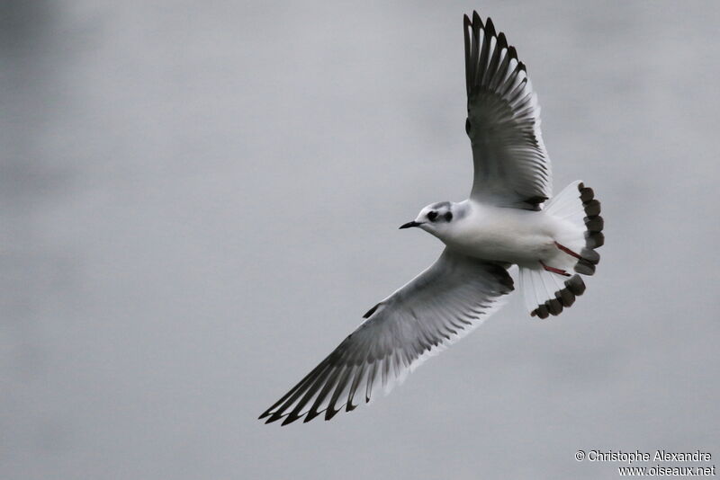 Mouette pygmée1ère année