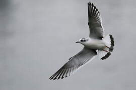 Little Gull