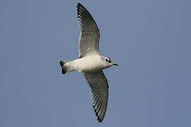 Little Gull