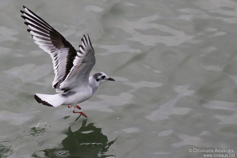 Mouette pygmée1ère année