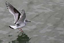 Mouette pygmée