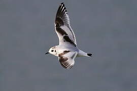 Little Gull