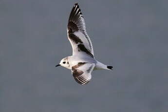 Mouette pygmée