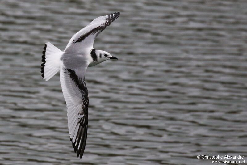 Black-legged KittiwakeFirst year