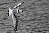 Mouette tridactyle