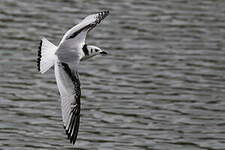 Mouette tridactyle