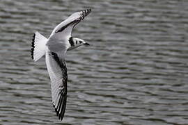 Mouette tridactyle