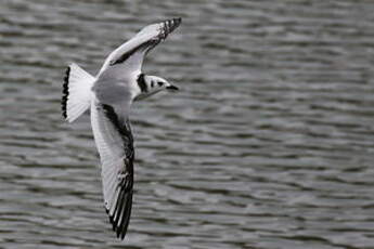 Mouette tridactyle