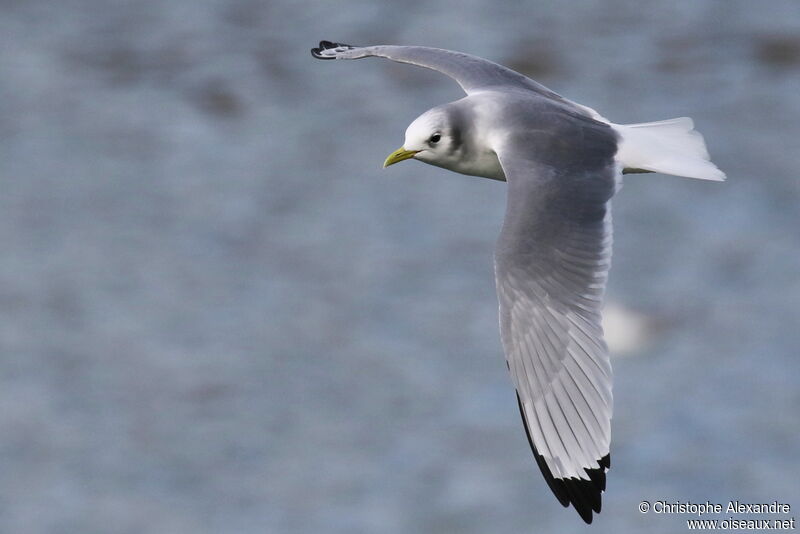 Black-legged Kittiwakeadult post breeding