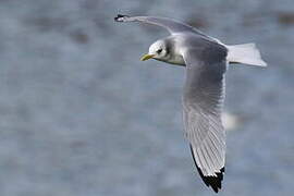 Black-legged Kittiwake