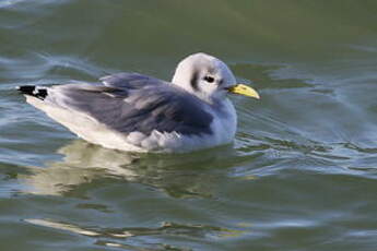 Mouette tridactyle