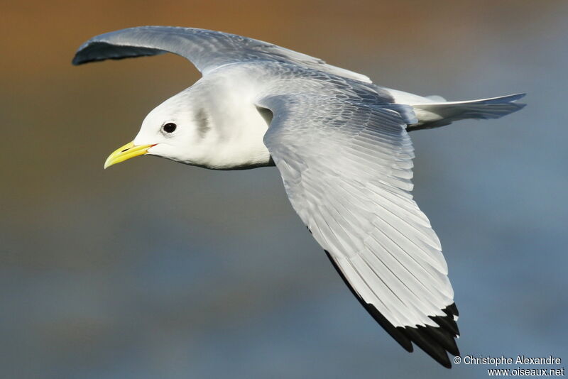 Mouette tridactyleadulte internuptial