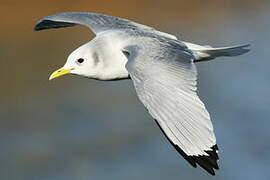 Black-legged Kittiwake