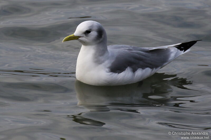 Black-legged Kittiwakeadult post breeding