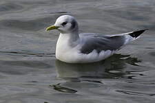 Mouette tridactyle