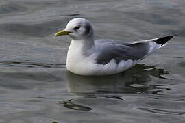 Black-legged Kittiwake