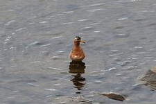 Phalarope à bec large