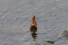 Red Phalarope