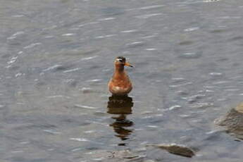 Phalarope à bec large