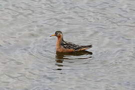 Red Phalarope