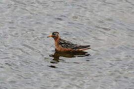 Red Phalarope