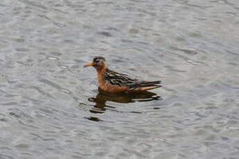 Phalarope à bec large