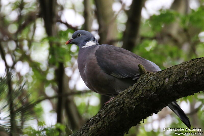 Pigeon ramieradulte