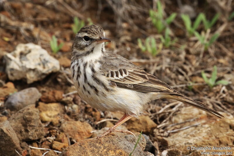 Pipit de Berthelotadulte