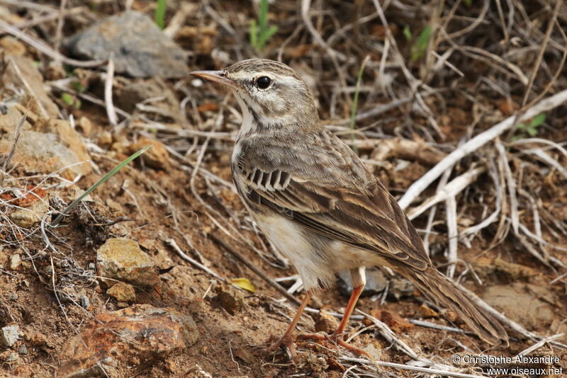 Pipit de Berthelotadulte