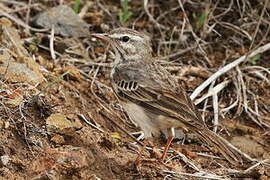 Pipit de Berthelot