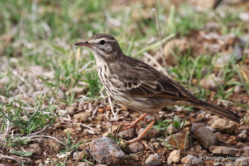 Berthelot's Pipitadult