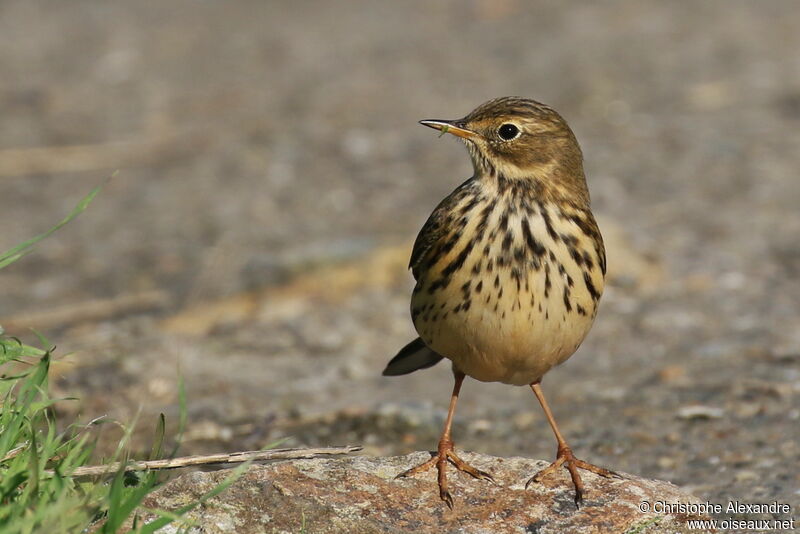 Meadow Pipitadult