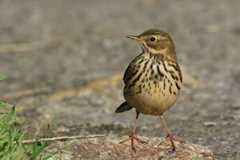 Pipit farlouse