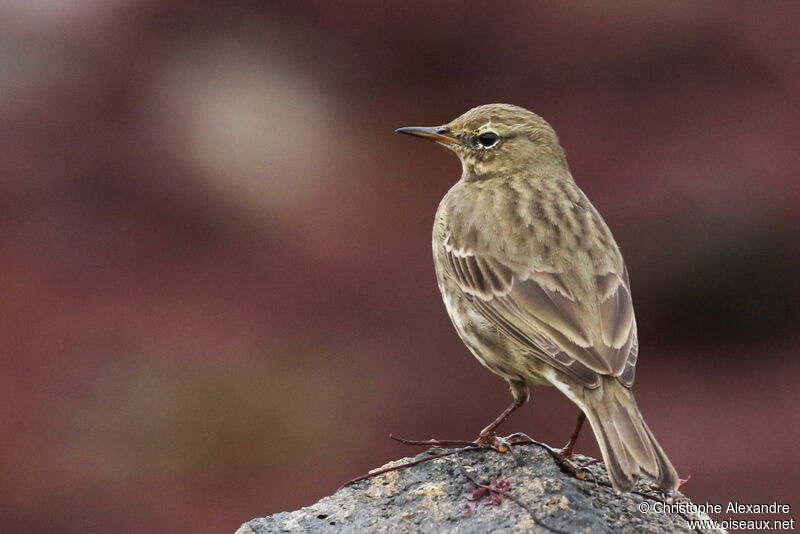 Pipit maritimeadulte internuptial