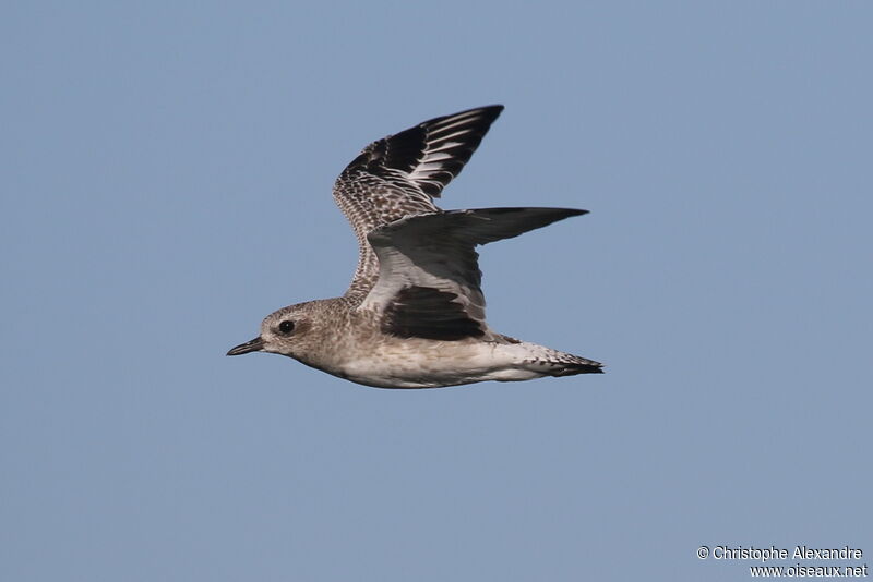 Grey Ploveradult post breeding, Flight