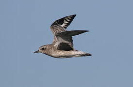 Grey Plover