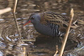 Water Rail