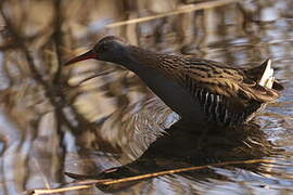 Water Rail