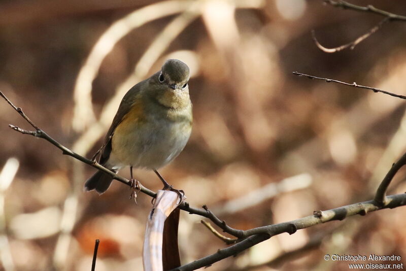 Robin à flancs roux1ère année