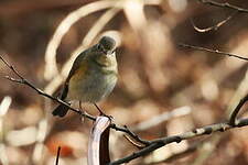 Robin à flancs roux