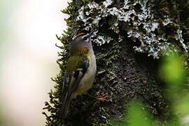 Madeira Firecrest